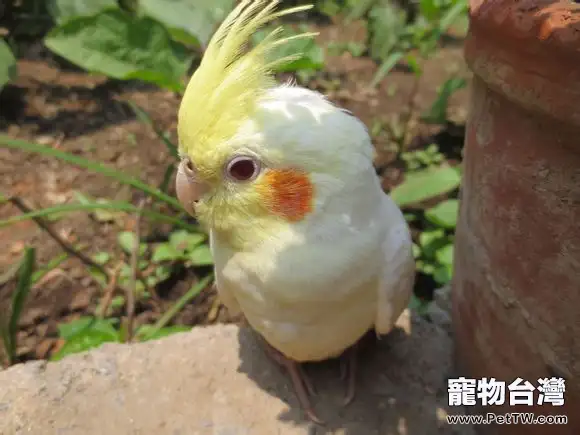 鸚鵡睡覺時的特點