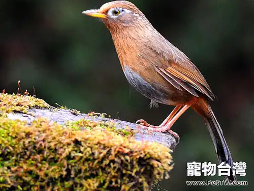 選購畫眉鳥要注意哪些事項