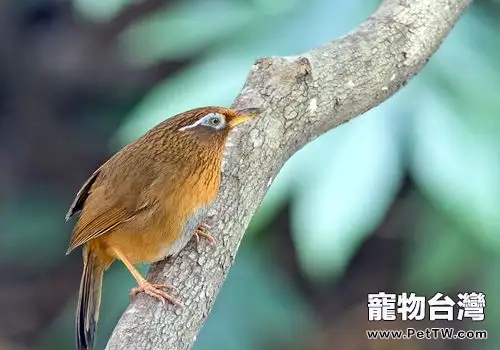 會鳴叫的公畫眉鳥的挑選