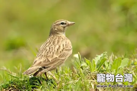 訓練百靈鳥壓口的兩種方式