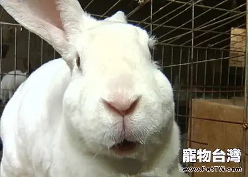 不同時期母兔的飼養管理