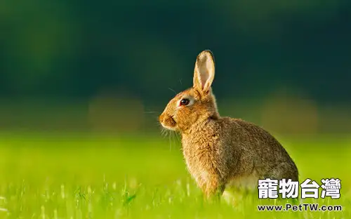 寵物兔的挑選和飼養