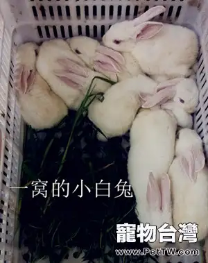 寵物兔的挑選和飼養