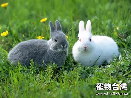 寵物兔的挑選和飼養