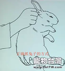 寵物兔的挑選和飼養