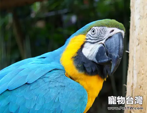 如何改變鸚鵡的飲食習慣(1圖)-寵物台灣