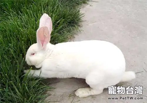 獺兔簡易飼養管理技術