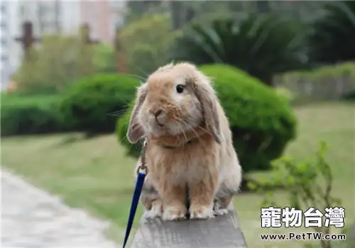 兔兔飼料的基本營養指標(1圖)-寵物台灣