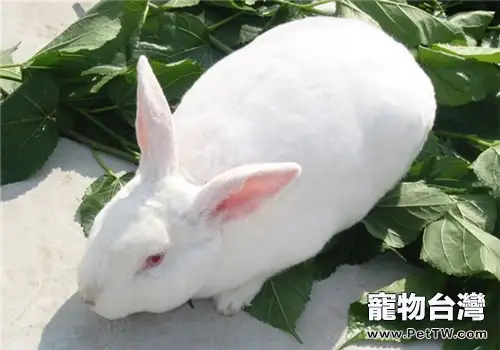 適合我國飼養的肉兔品種