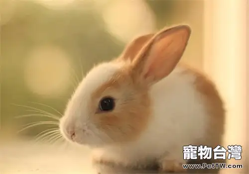 兔子不能喝水是什麼原理(1圖)-寵物台灣