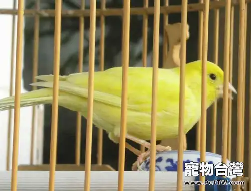 芙蓉鳥的飼養要點