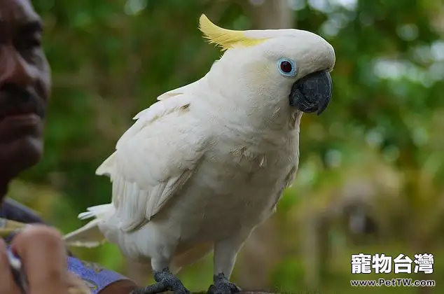 葵花鸚鵡的飼養要點