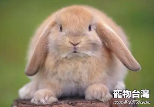 家兔怎麼飼養