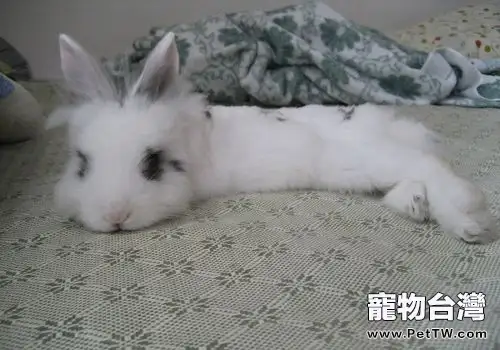 如何根據寵物兔的年齡更換牧草(1圖)-寵物台灣