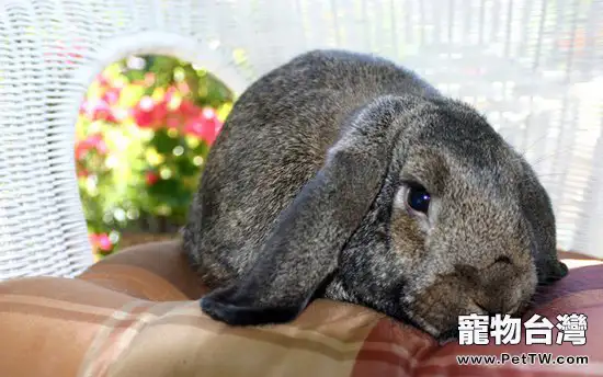 飼料在成兔飲食中的地位(1圖)-寵物台灣