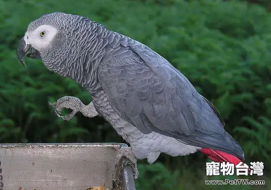 家庭飼養玩賞鳥的品種介紹