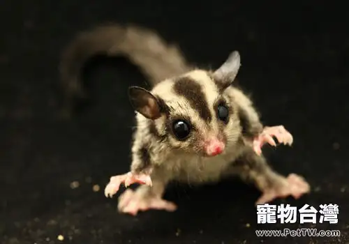 蜜袋鼯如何飼養