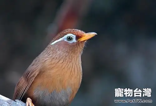 畫眉鳥馴養的五大要點