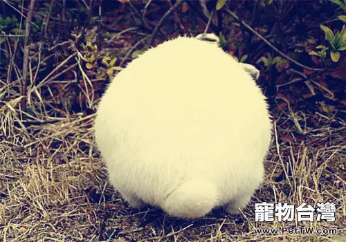 寵物兔尿液渾濁又很臭怎麼辦(1圖)-寵物台灣