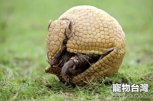 犰狳能不能當寵物飼養