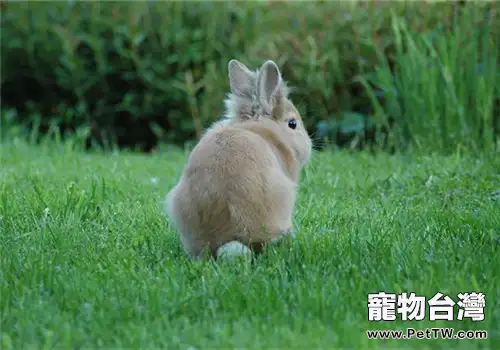 兔子糧食餵食建議