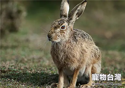 幾種可以防治野兔疾病的中草藥