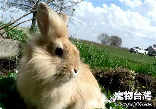 幼兔和青年兔的飼養管理方法