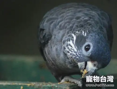 暗色鸚鵡的養護知識